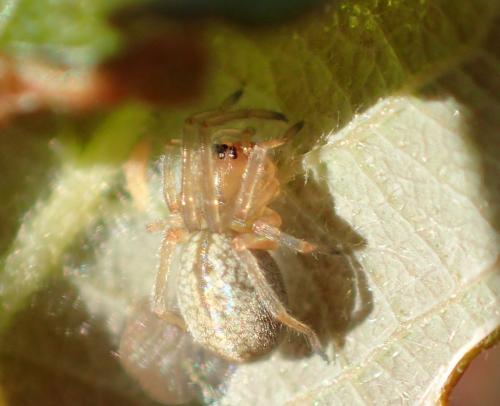 Réf. 336 391 : Cheiracanthium sp.